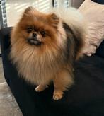 Dwergkees | Pomeranian | Pomeriaan reu 11 maanden, Particulier, Keeshond, 15 weken tot 1 jaar, Reu