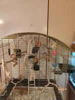 Parkieten, Dieren en Toebehoren, Meerdere dieren, Parkiet