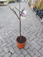 Vijgenboom op stam Ficus carica, Ophalen, Overige soorten, Volle zon