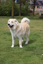 Mooz zoekt een nieuw huisje, Eén hond, 3 tot 5 jaar, Nederland, Particulier