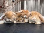 Lieve fransehangoor konijntjes rammetjes, Meerdere dieren, Groot, Hangoor, 0 tot 2 jaar
