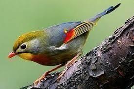 Te koop koppel Japanse nachtegalen [Bewezen broedkoppel], Dieren en Toebehoren, Vogels | Overige Vogels, Meerdere dieren