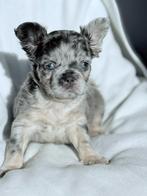 "Fluffy" Blue Merle Franse Bulldog Pup met Blauwe Ogen!, Particulier, Reu, 8 tot 15 weken, Buitenland