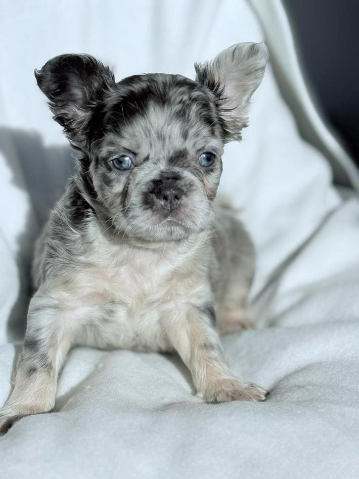 "Fluffy" Blue Merle Franse Bulldog Pup met Blauwe Ogen!, Dieren en Toebehoren, Honden | Bulldogs, Pinschers en Molossers, Reu