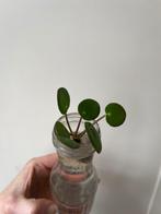 Stekjes, In pot, Minder dan 100 cm, Groene kamerplant, Halfschaduw