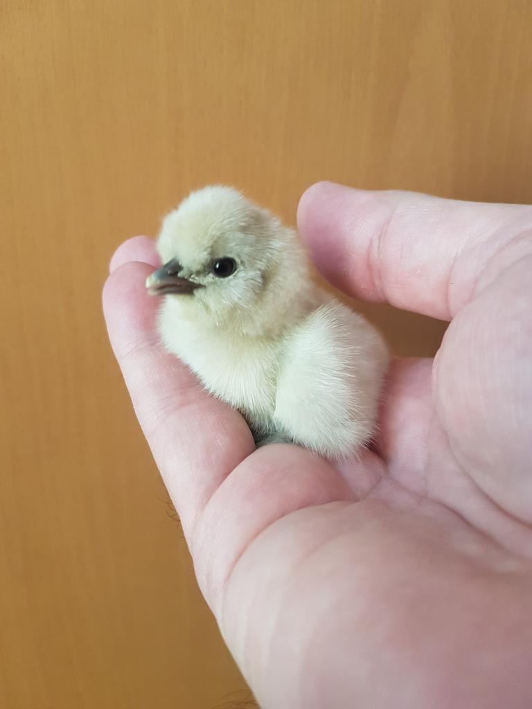 Zijdehoender hennen kuikens, Dieren en Toebehoren, Pluimvee, Vrouwelijk, Kip