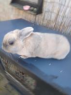 Schitterende lieve voedster compleet met hok enz, Vrouwelijk, Dwerg