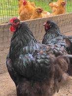 Orpington, Dieren en Toebehoren, Pluimvee, Meerdere dieren, Kip