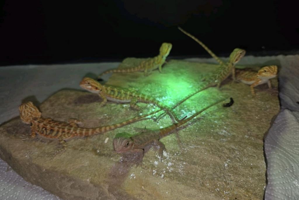 juveniel Baardagaam ( Pogona vitticeps), Dieren en Toebehoren, Hagedis, Tam, 0 tot 2 jaar