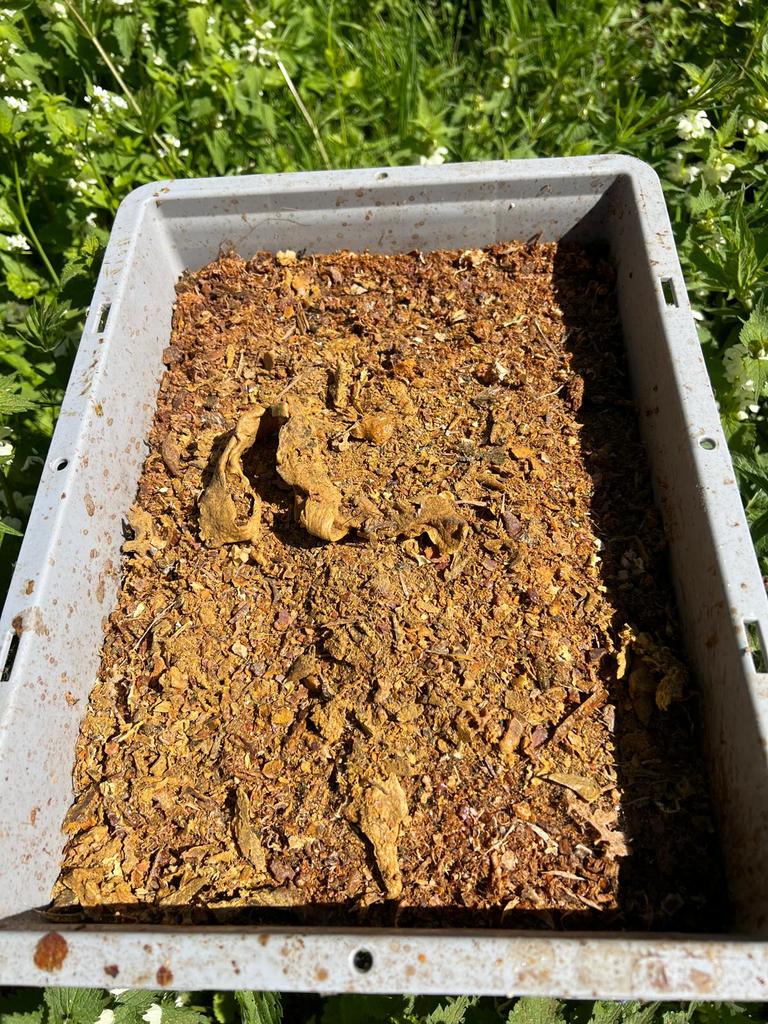 1,3 kg ruwe propolis te koop, Bijen