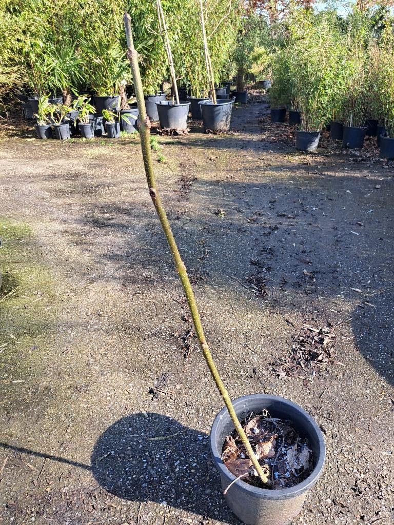 Anna Paulownaboom, stek, Ophalen, Halfschaduw, Minder dan 100 cm