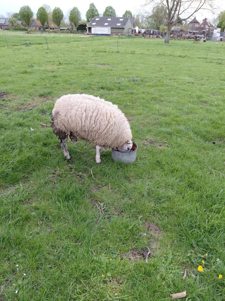 Schaap ram texelaar, Mannelijk, Schaap