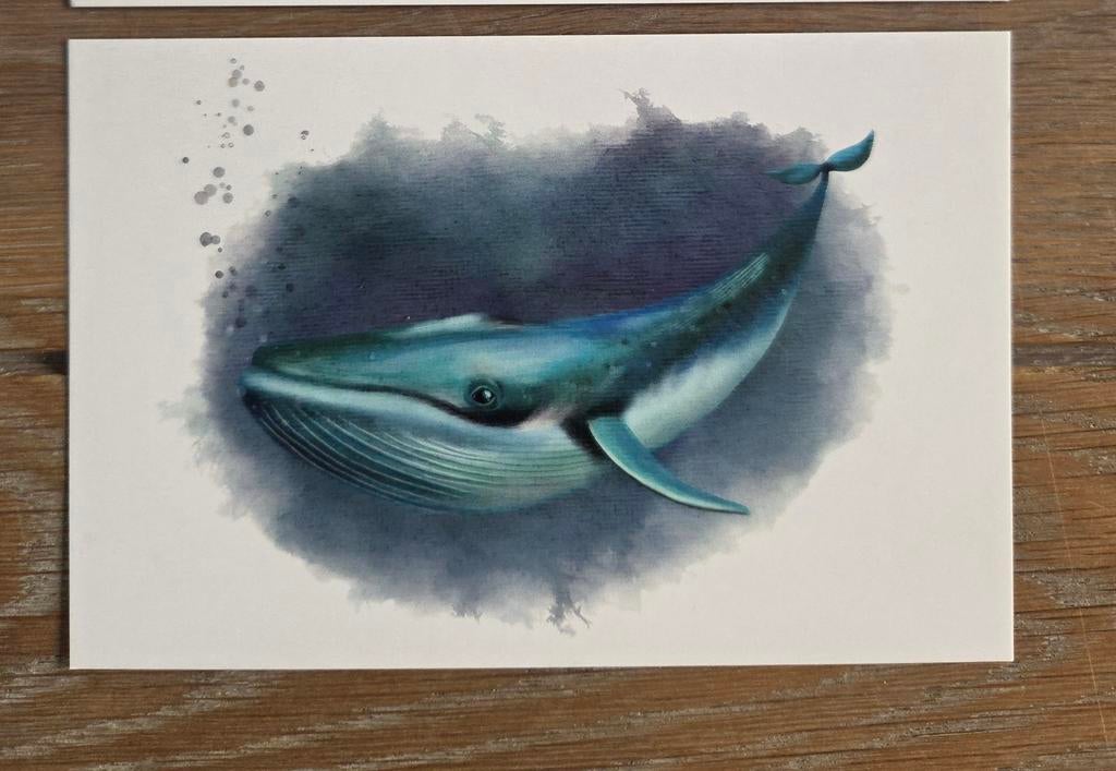 POTVIS 1 Meerdere beschikbaar, Verzamelen, Ophalen, 1980 tot heden, Hond of Kat