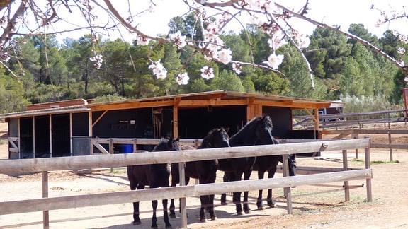 Werken met paarden in Spanje, Verzorging of Verzorgpony's