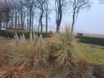 2x pampasgras. Doe een bod, Ophalen, Overige soorten, Volle zon