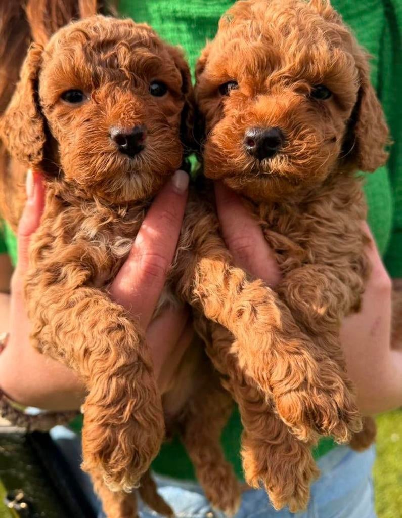 Toy poedel pups te koop, Poedel, 8 tot 15 weken, Parvo, Meerdere