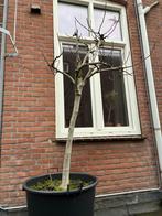 Grote Vijgenboom in Kuip - Ruim 210 cm Hoog, Ophalen, Volle zon, Vaste plant, Zomer