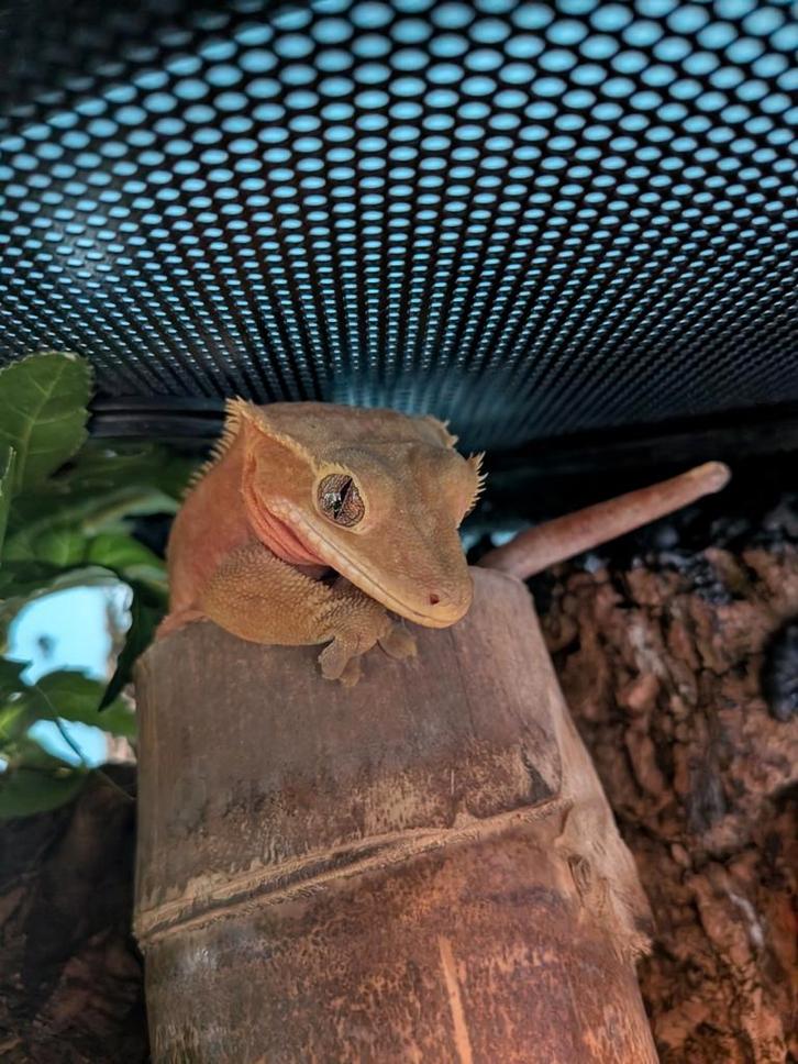 Wimper gekko te koop Crested Gecko - unknown for sale from crestie