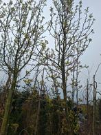 Sier peer, Ophalen of Verzenden, Minder dan 100 cm, Overige soorten, Lente