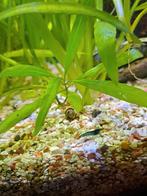 Blauwe garnalen, Dieren en Toebehoren, Kreeft, Krab of Garnaal