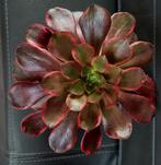 Aeonium Green Voodoo, Vetplant, Ophalen of Verzenden, Minder dan 100 cm, Bloeiende kamerplant