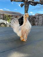 Ayam serama hen zijdeveer, Dieren en Toebehoren, Pluimvee, Vrouwelijk, Kip