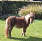 Supermooie fokmerrie, Dieren en Toebehoren, Pony's, Merrie, Niet van toepassing, 0 tot 2 jaar, A pony (tot 1.17m)
