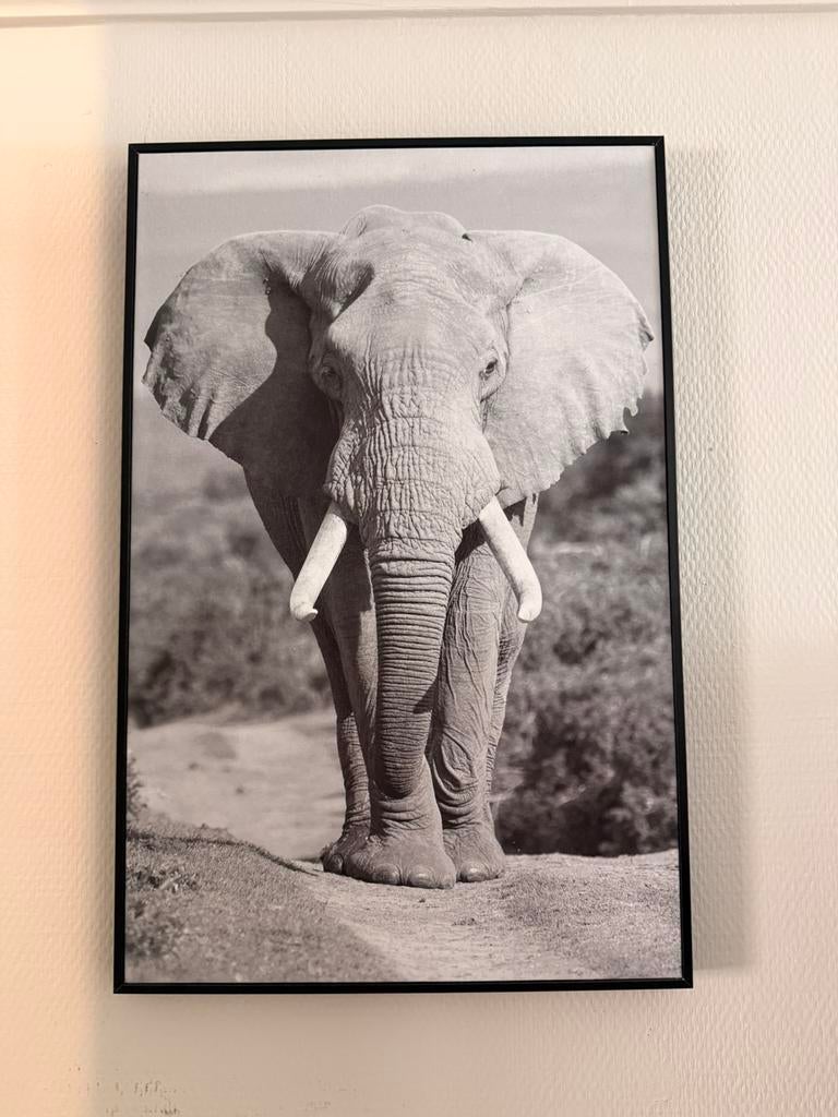 Schilderij olifant, Antiek en Kunst, Ophalen