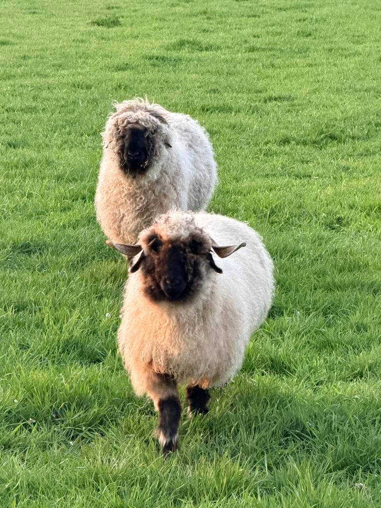 Koppel Walliser Schwartznase stamboekdieren, Meerdere dieren, Schaap
