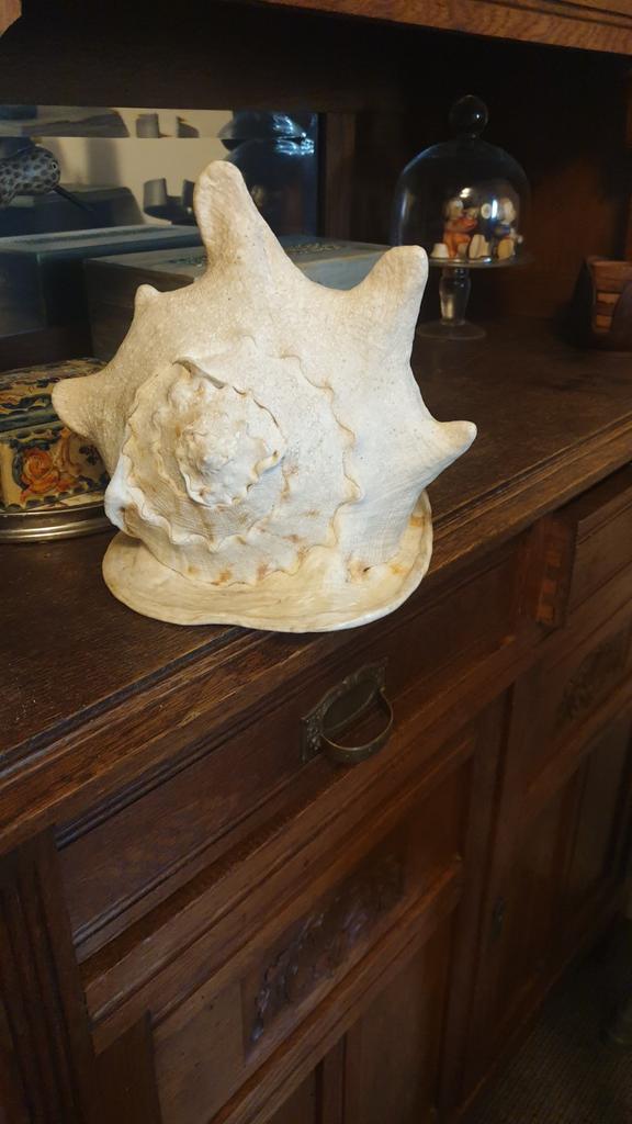 Grote witte schelp, Ophalen