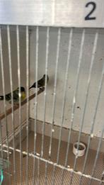 Sijzen 3 stuks, Meerdere dieren, Wildzangvogel