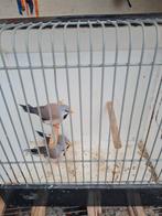 Spitsstaart amadine, Meerdere dieren