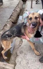 Henk, lieve duitse herder reu gecastreerd 2,5 jaar, Particulier, Reu, 1 tot 2 jaar, Buitenland