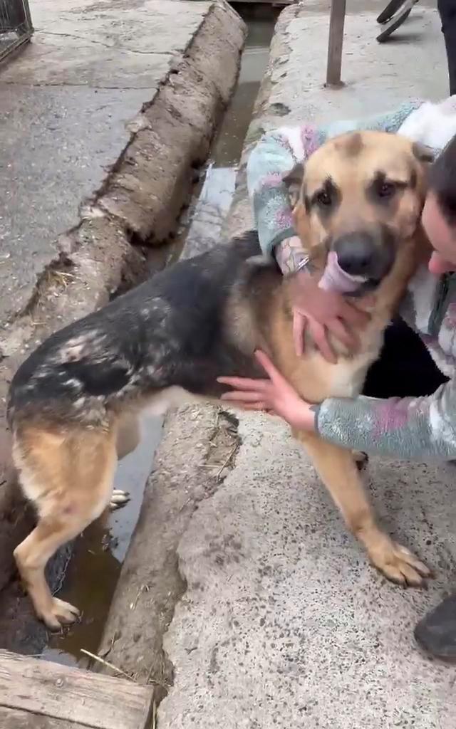 Henk, lieve duitse herder reu gecastreerd 2,5 jaar, Dieren en Toebehoren, Honden | Herdershonden en Veedrijvers, Reu, Herder, Particulier