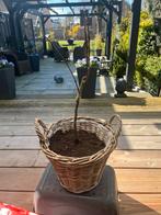 Appelboompje in rieten mand, Ophalen, Volle zon, Vaste plant, Fruitplanten