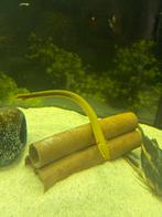 2x Wimpelaal, Vis, Zoetwatervis, Schoolvis