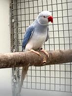 Halsband Violet Bleekstaart 2025, Dieren en Toebehoren, Vogels | Parkieten en Papegaaien, Vrouwelijk, Parkiet, Geringd