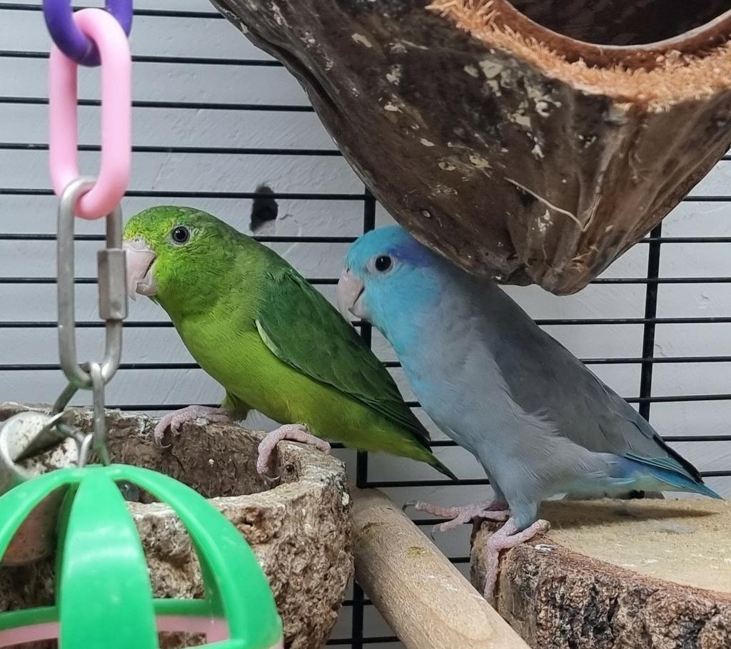 6 baby forpussen op komst, Dieren en Toebehoren, Meerdere dieren, Dwergpapegaai of Agapornis, Tam