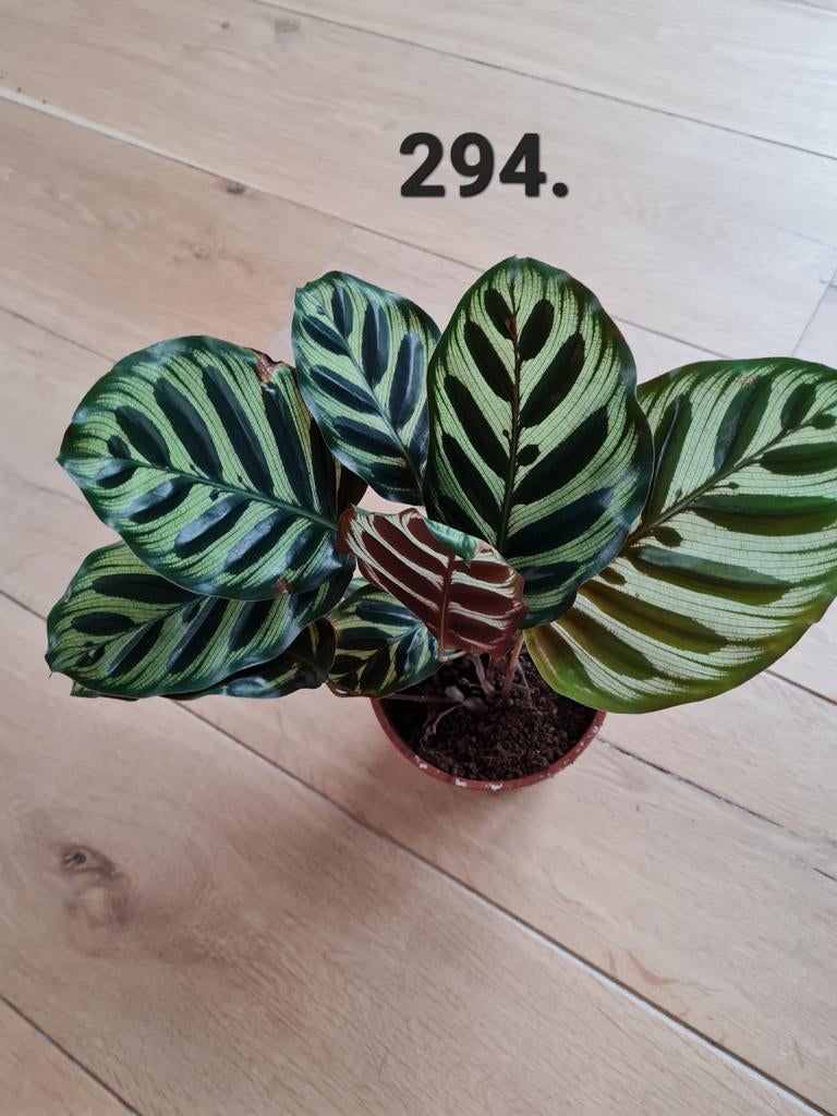 Calathea makoyana, 35 cm hoog, kamerplant, Ophalen of Verzenden, Halfschaduw, Minder dan 100 cm