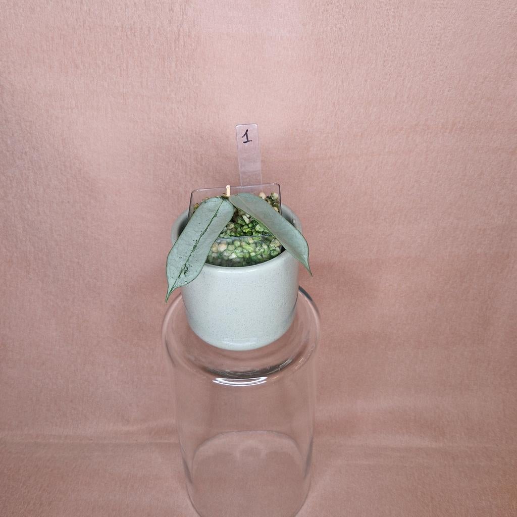 Hoya Pandurata Silver 1, Overige soorten, Minder dan 100 cm, Bloeiende kamerplant, Halfschaduw