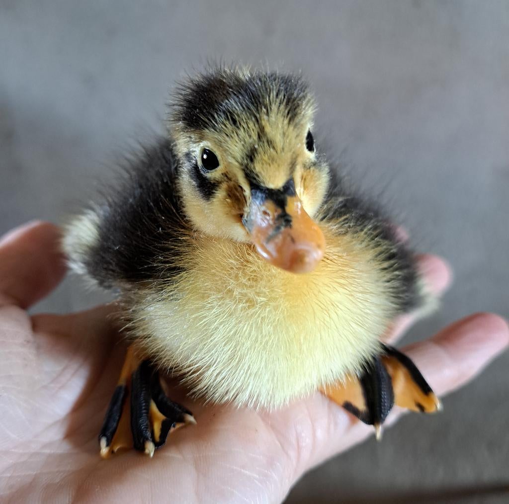 Loopeend Kuikens, Dieren en Toebehoren, Pluimvee, Geslacht onbekend, Eend