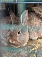 Gratis 2 mannetjes, Dieren en Toebehoren, Mannelijk