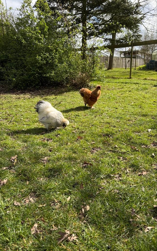 Hanen zijdehoen, Dieren en Toebehoren, Mannelijk, Kip