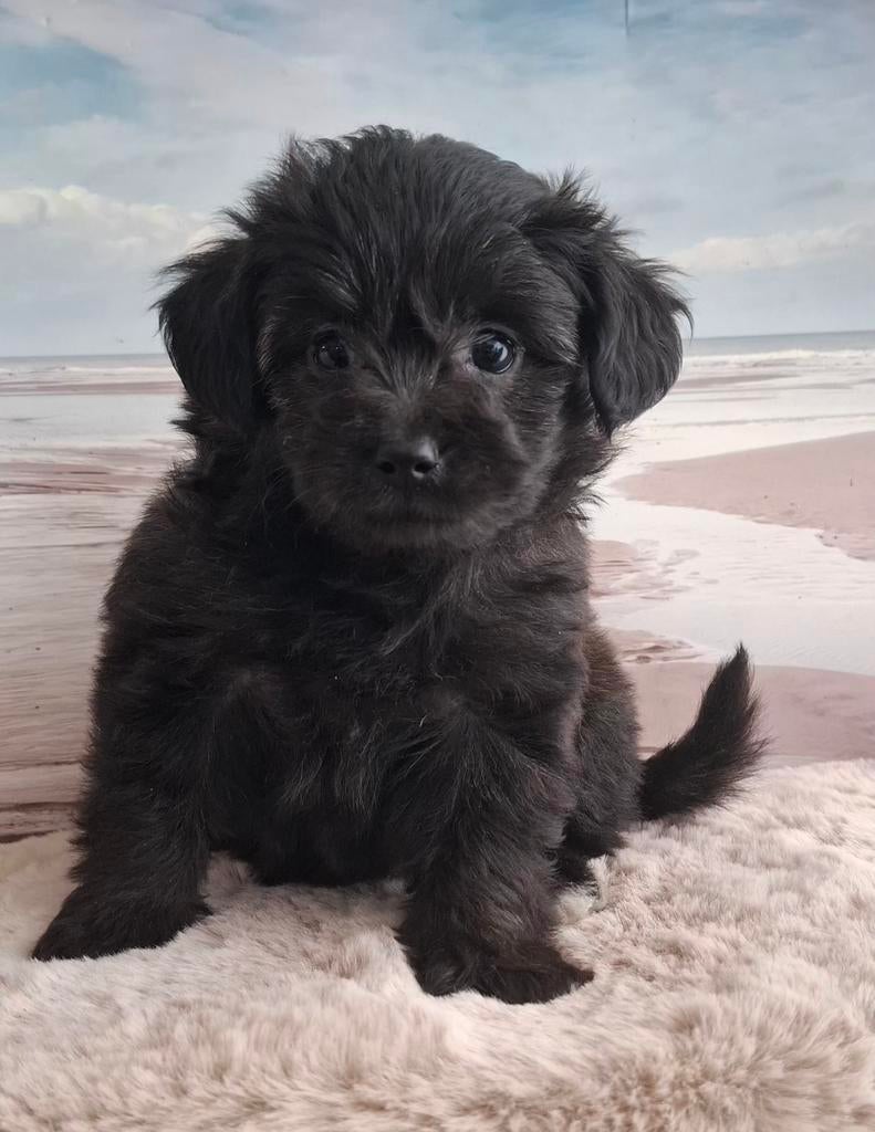 Grappige, goed gezonde doodle (pomapoo)pupjes❤️, Parvo, Overige rassen, 8 tot 15 weken, Meerdere