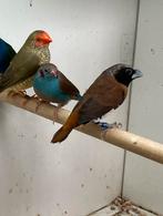 Te koop: tropenvogels, Dieren en Toebehoren, Geslacht onbekend