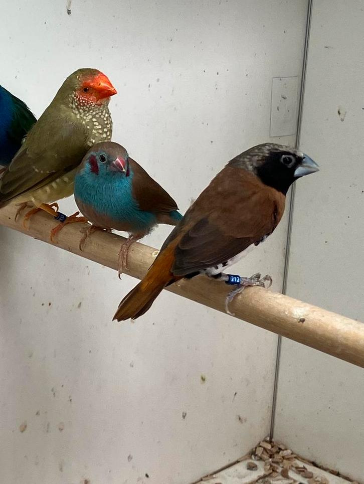 Te koop: tropenvogels, Dieren en Toebehoren, Vogels | Overige Vogels, Geslacht onbekend