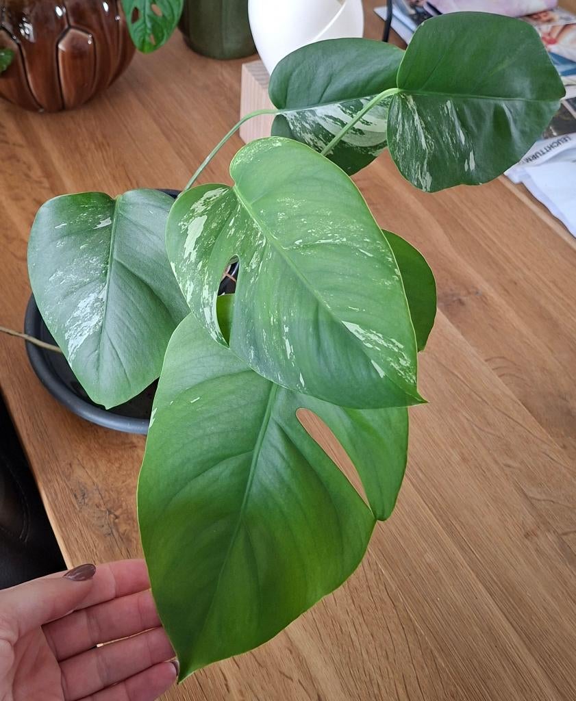 Monstera Variegata - stek 6, Huis en Inrichting, Kamerplanten, Ophalen, Overige soorten, Halfschaduw, Minder dan 100 cm
