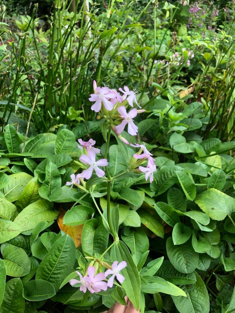 Voorjaarsuitverkoop - Prachtige gifvrije bloeiende planten, Overige soorten, Vaste plant, Ophalen of Verzenden, Halfschaduw