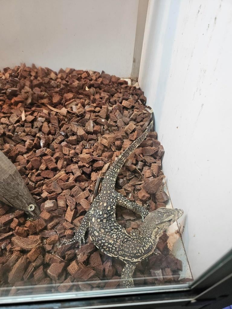 Varanus salvator Celebensis 2025 Monitor Lizard - unknown for sale from reptile900