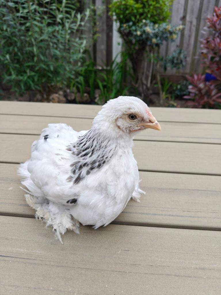 Gratis Brahma kriel haantje, Dieren en Toebehoren, Pluimvee, Mannelijk, Kip